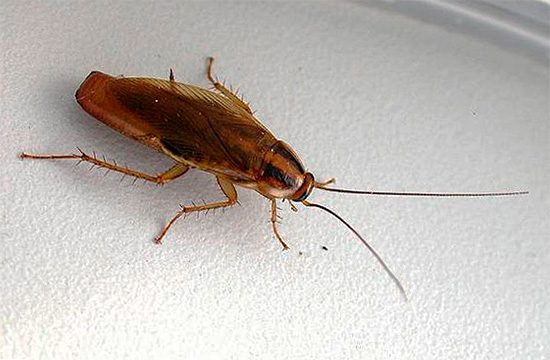 De foto toont een vrouwelijke roodharige kakkerlak met een baars (eieren rijpen erin)