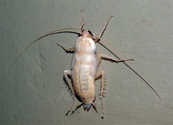 Direct na het afstoten zien kakkerlakken er bijna wit uit.