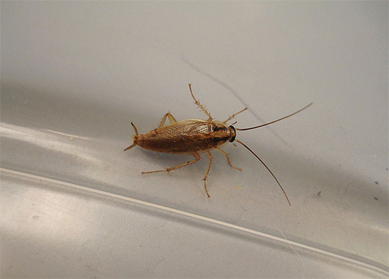 Met een klein aantal kakkerlakken in de kamer om ze te vernietigen, bijvoorbeeld door een competente combinatie van insecticide gel en vallen.
