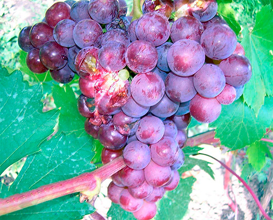 A képen egy csomó szőlő, amelyet darázsok károsítanak.