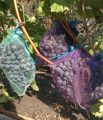 A hálózsákok megbízhatóan védhetik a szőlőt a darazsaktól, de ez a növényvédelem módja nagyon időigényes.