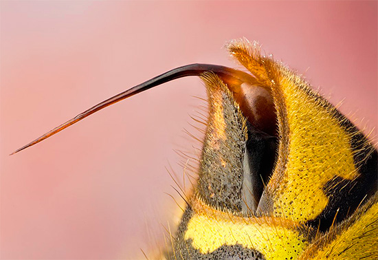 The photograph shows the sting of a wasp - with its help an insect injects poison under the skin of its prey.