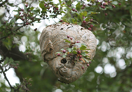 To protect the apiary from wasps, it is useful to make sure that there are no wasp nests in the nearest forest belt.
