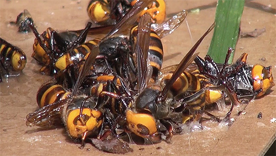 Hornets caught in a glue trap.