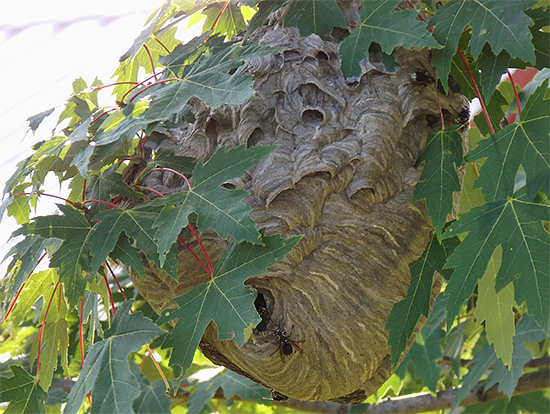 Sometimes wasp nests can be very difficult to find - for example, when they are hidden in the foliage of trees.