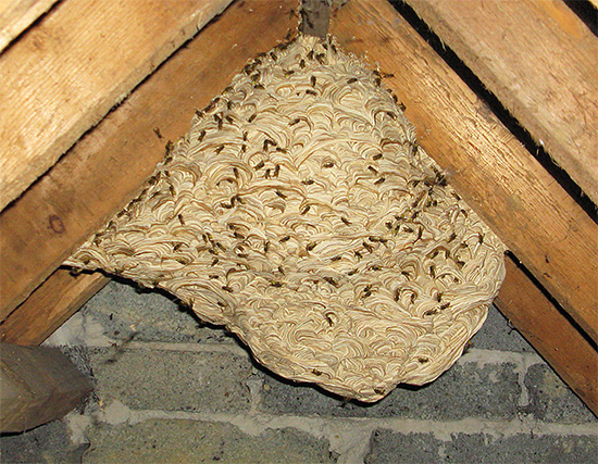 Do not attempt to destroy the hornet's nest with fire if it is located in a wooden structure.
