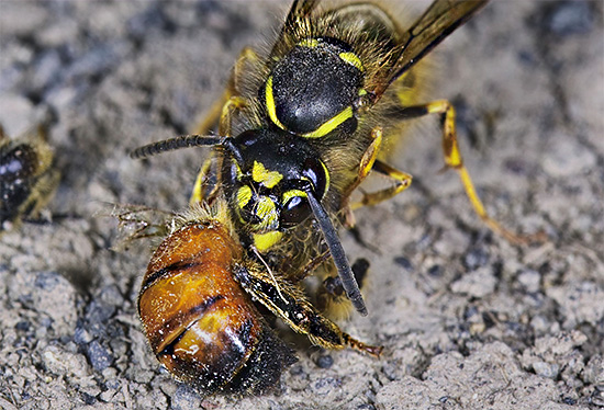 Massively destroying bees, wasps can cause very significant damage to the apiary.