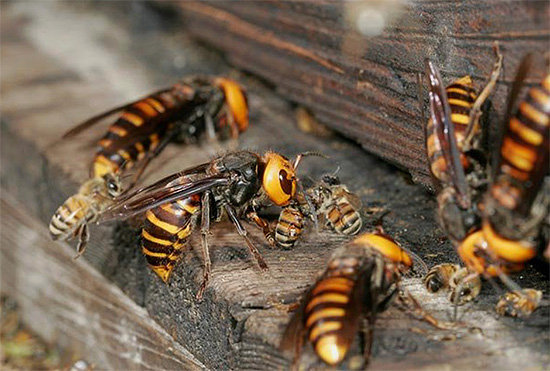 The photo shows how several large hornets attacked a bee family and are trying to get into the hive.