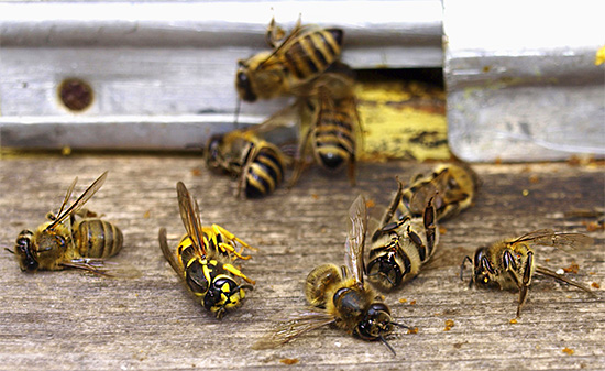 Ordinary paper wasps rarely kill bees in the hive, but sometimes they may well cause the death of a weakened family.