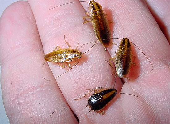 Vanliga inhemska kackerlackor kan verkligen utgöra en stor fara för människors hälsa - om hur de skadar vi kommer att prata vidare och ...