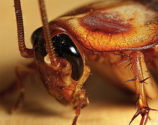 Kackerlackor attackerar inte folk målmedvetet, men kan bita sova människor i en dröm, äta bitar av hud runt sina läppar, på fingrarna etc.