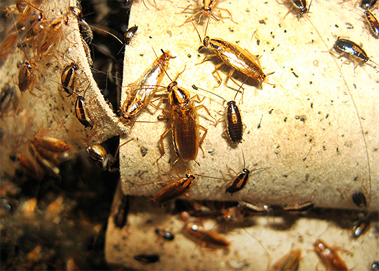 Ofta vill inte beboarna i lokalerna helt enkelt spendera sin energi på att utrota kackerlackor, eftersom de tror att skadan från deras närvaro är liten och de utgör ingen fara.