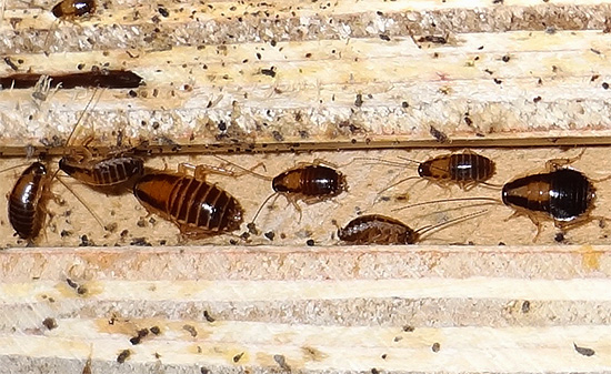 På chitinous täcken av kackerlackor är ett stort antal bakterier.
