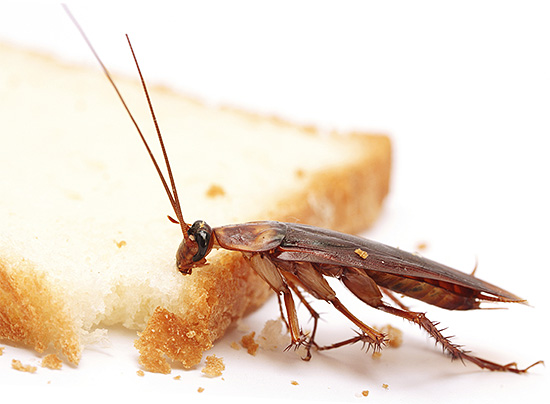 Källan för farlig infektion hos en person kan vara vanligt bröd, på vilket kackerlackor sprang.