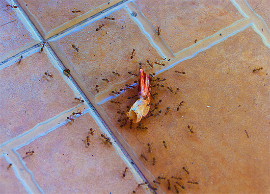 Míg a munkavállalók a konyhában vannak, a hazai hangyák királynője tojást fészkel a fészekben ...