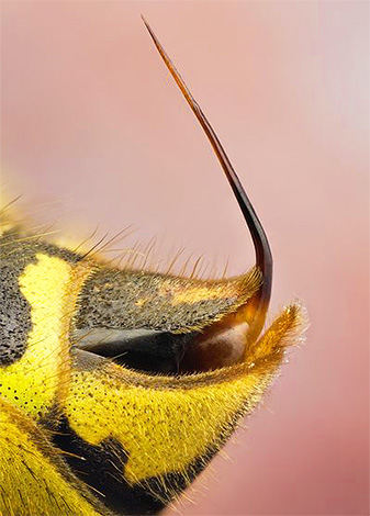 A méhszúrással ellentétben a darázs szinte sima falú.