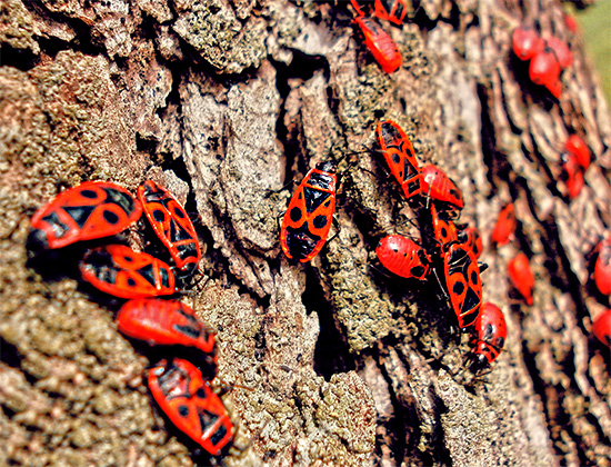 Červené drápy obyčejné (hračka chyba) na kůře stromu.
