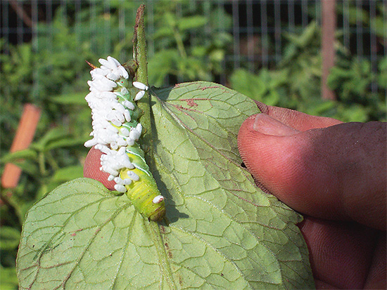 The photo shows an example of parasitizing the larvae of one species of wasp on another insect.