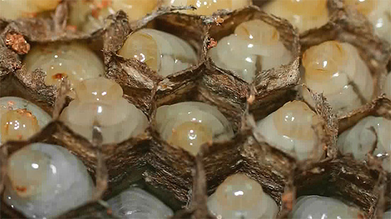The larvae of wasps in the cells of the nest.