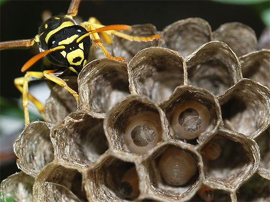 The adult wasp flew up to the nest for feeding the larvae.