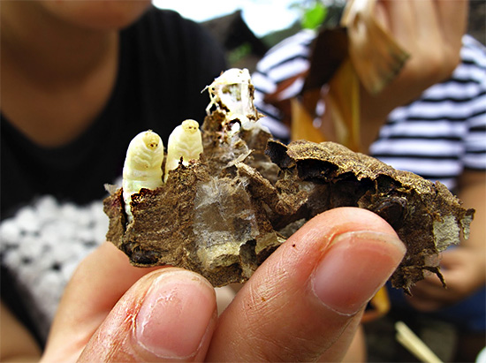 In some countries, properly prepared wasp larvae are a popular dish.