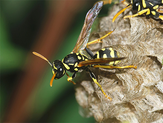 The photo shows an adult paper wasp.