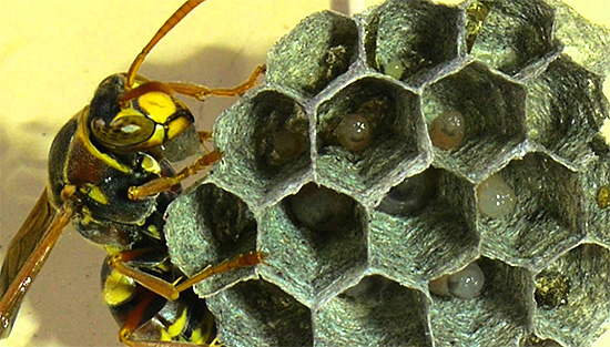 In cells of honeycombs larvae of wasps are visible at an early stage of development.
