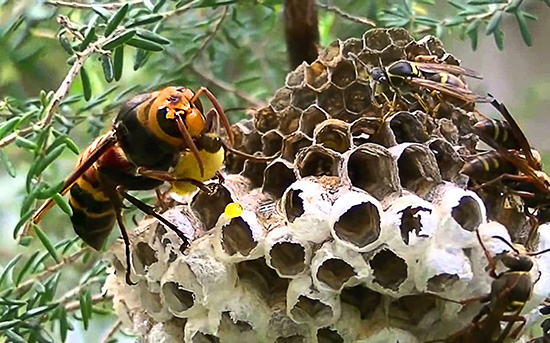 The photo shows a large Asiatic hornet eating the wasp larvae right in their nest.