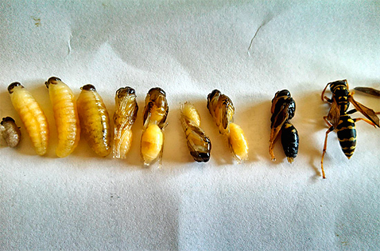 In this photo, you can trace the cycle of transformation of the wasp larvae into an adult insect.