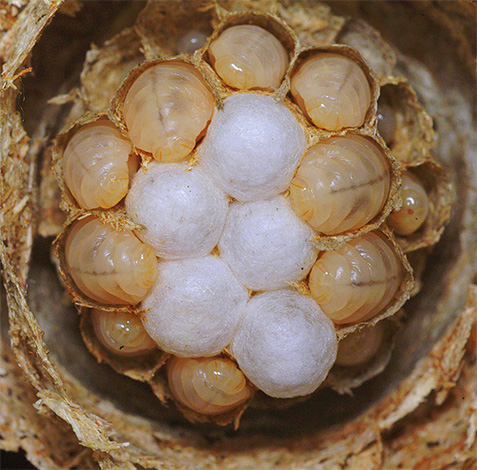 Larvae of the common paper wasp in the nest.