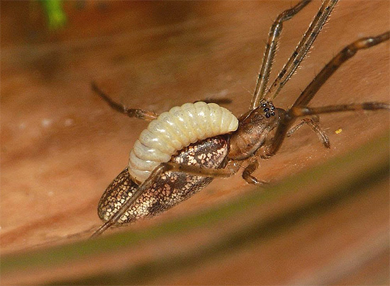 The larvae of some species feed on the body of a paralyzed insect.