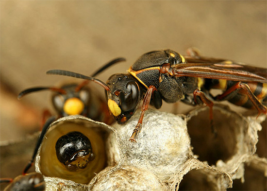 Adult wasps bring larvae food directly into the nest.