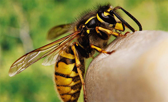 Kunde en hvepsbete vara till nytta för en person, eller omvänt, skadar hälsan - låt oss förstå ...