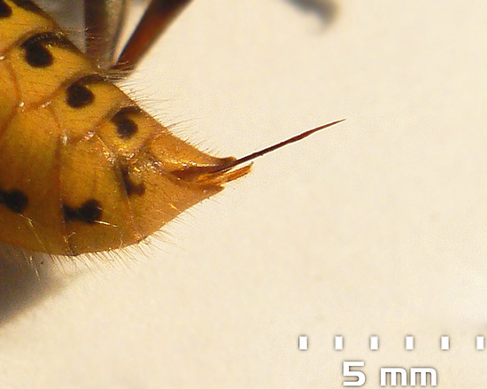 Fotografiet visar en veps sting, genom vilken den injicerar toxiner i sitt byte.