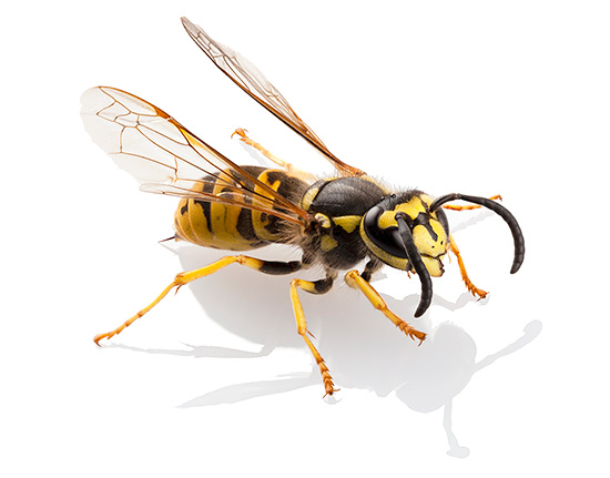 A közönséges papírtörzsek mérgezése sok tekintetben hasonlít a méhek, a hornetok és a rágcsálók mérgére, de saját jellemzői is vannak.