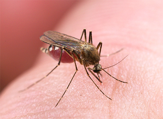 Ritka esetekben a masszív szúnyogcsípések egy személy általános jólétének jelentős romlásához vezetnek.