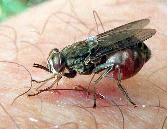 Sok rovar a veszélyes betegségek kórokozóinak hordozói, és kezelések nélkül harapásuk nagyon súlyos következményekkel járhat ...