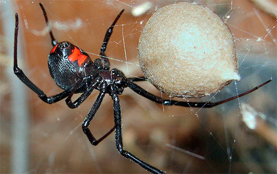 A képen a Fekete Widow mérgező pókja látható.