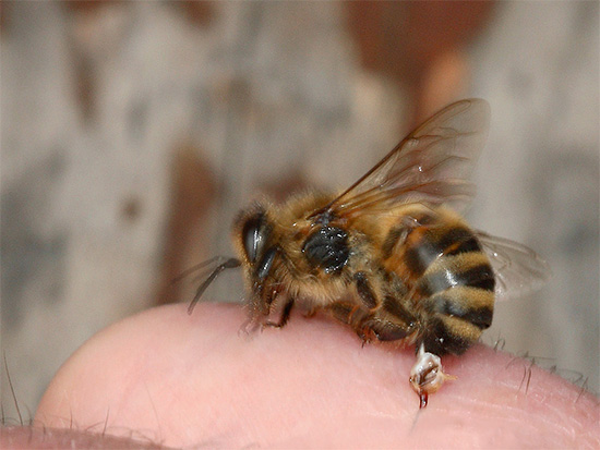 Sok rovar, ha megharapta, a bőr alá mérget, ami néha súlyos ödémához és allergiához vezet.