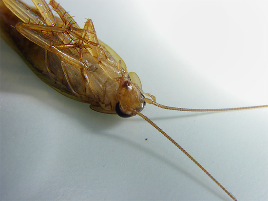 A modern rovarirtók többnyire a rovarok idegrendszerét befolyásolják, és bénulást és későbbi halált okoznak.