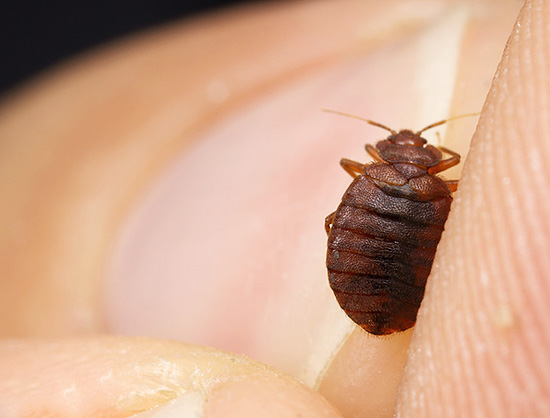Medel som är effektiv mot kackerlackor kan vara värdelös mot sängbuggar ...