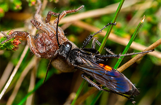 I vissa arter av väghimnar matar larverna på giftiga spindlar.