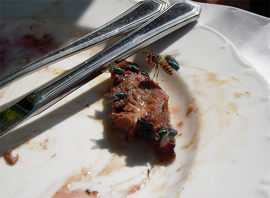 Ezt a fotót nézve megkaphatja azt a benyomást, hogy a darazsak húst fogyasztanak.