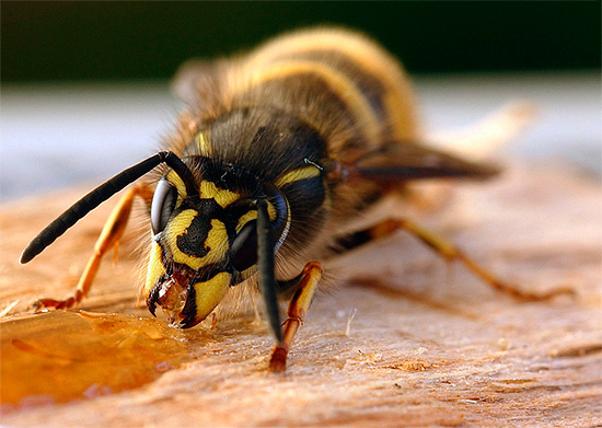 Wasp äter spilld honung ...