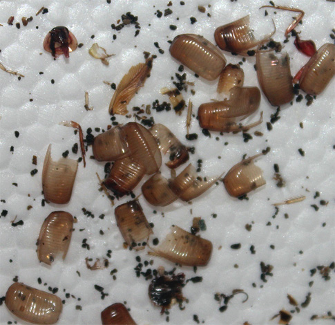 الصراصير ooteki فارغة في الشقة - علامة على أن تزدهر الحشرات وتولد لفترة طويلة.