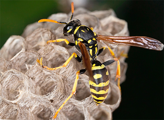 It is not so difficult to bring out wasps who built their nest in a house or at their summer cottage, if you know how to do it correctly - we'll talk about it later ...