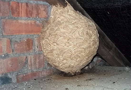 Another example of an awkwardly located nest in the attic of a house.