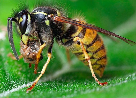Together with a piece of fish, meat or fat, the wasp will immediately fly to its nest to feed the larvae.