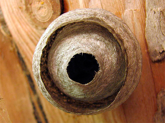 The photo shows a hornet's nest under the roof of a wooden house.