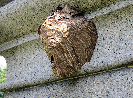 It is desirable to place the trap in the immediate vicinity of the nest of wasps - so to destroy the insects will turn out faster.